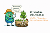Mykorrhiza im Living Soil – wie Pilze Pflanzen beim Nährstofftransport helfen - CannaSelection®