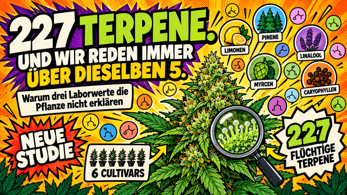 227 Terpene in Cannabis: Warum drei Laborwerte die Pflanze nicht erklären - CannaSelection®
