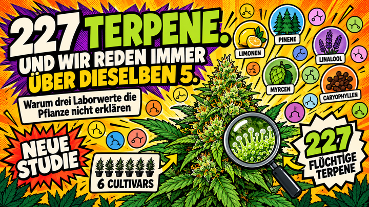 227 Terpene in Cannabis: Warum drei Laborwerte die Pflanze nicht erklären