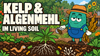 Kelp und Algenmehl im Living Soil: Anwendung, Dosierung und typische Fehler