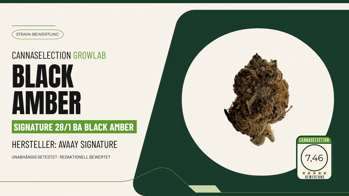 Black Amber Test: avaay SIGNATURE 28/1 BA bewertet - CannaSelection®
