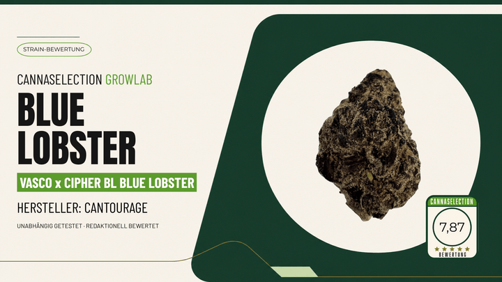 Blue Lobster Test: Cantourage Vasco x Cipher BL bewertet - CannaSelection®