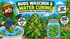 Washing Buds &amp; Water Curing: Clean Harvest or Terpenes Down the Drain?