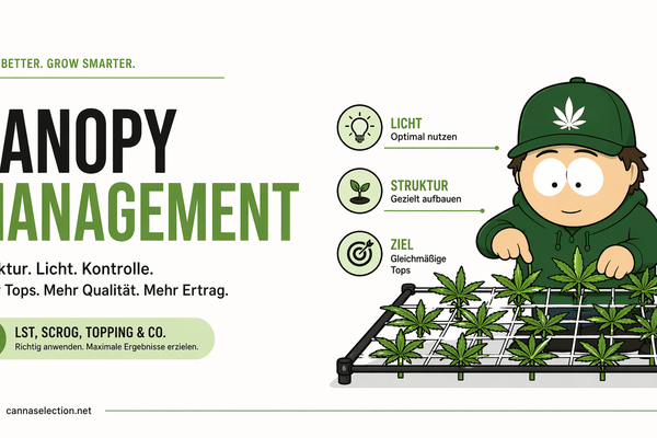 Canopy Management beim Cannabis Grow
