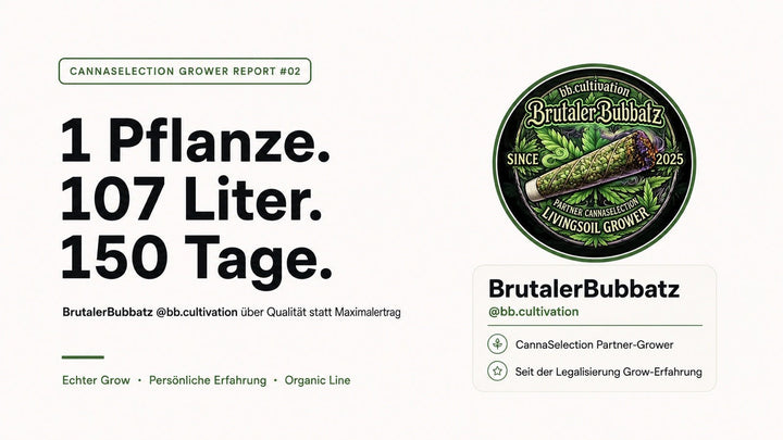 Eine Pflanze, 107 Liter, 150 Tage: BrutalerBubbatz über Qualität statt Maximalertrag - CannaSelection®