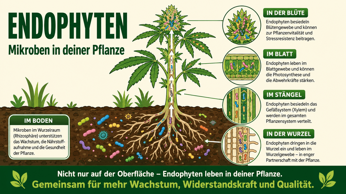 Endophyten bei Cannabis: In deiner Pflanze leben Mikroben - CannaSelection®
