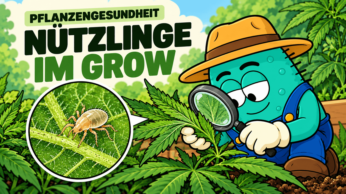 Nützlinge für Cannabis: Trauermücken, Thripse, Spinnmilben & Co. biologisch bekämpfen - CannaSelection®