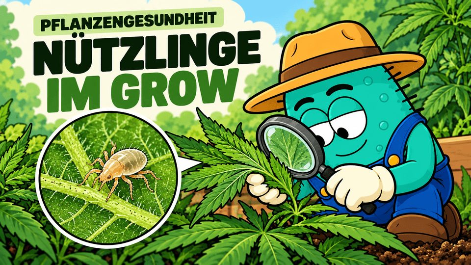 Nützlinge für Cannabis: Trauermücken, Thripse, Spinnmilben & Co. biologisch bekämpfen - CannaSelection®