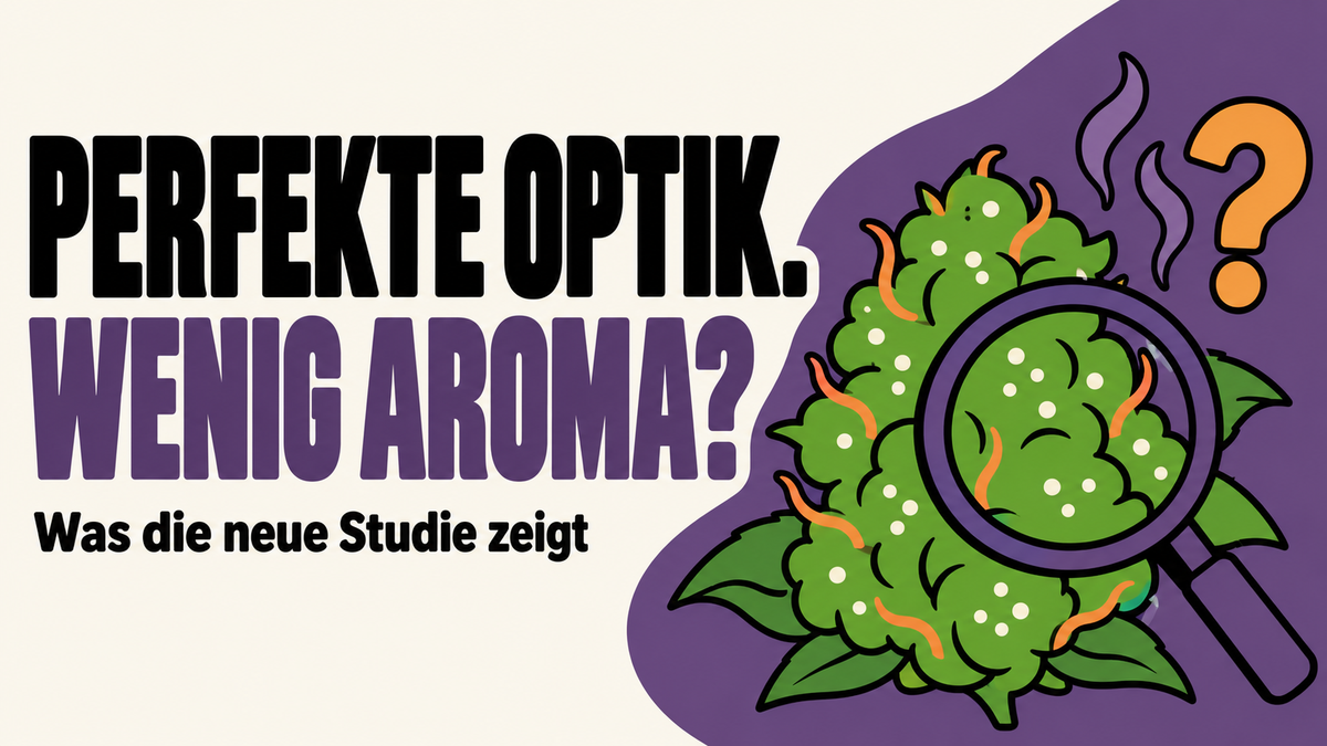 Cannabis-Trocknung: Was Optik und Aroma verraten