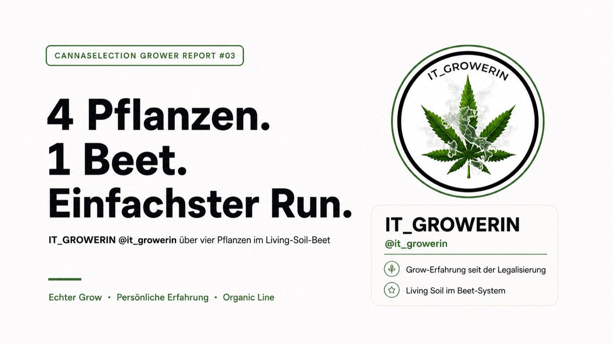 Vier Pflanzen, ein Beet und der einfachste Run bisher - CannaSelection®