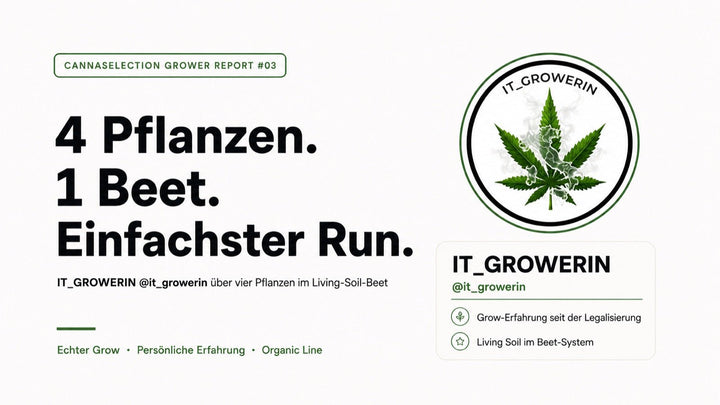 Vier Pflanzen, ein Beet und der einfachste Run bisher - CannaSelection®