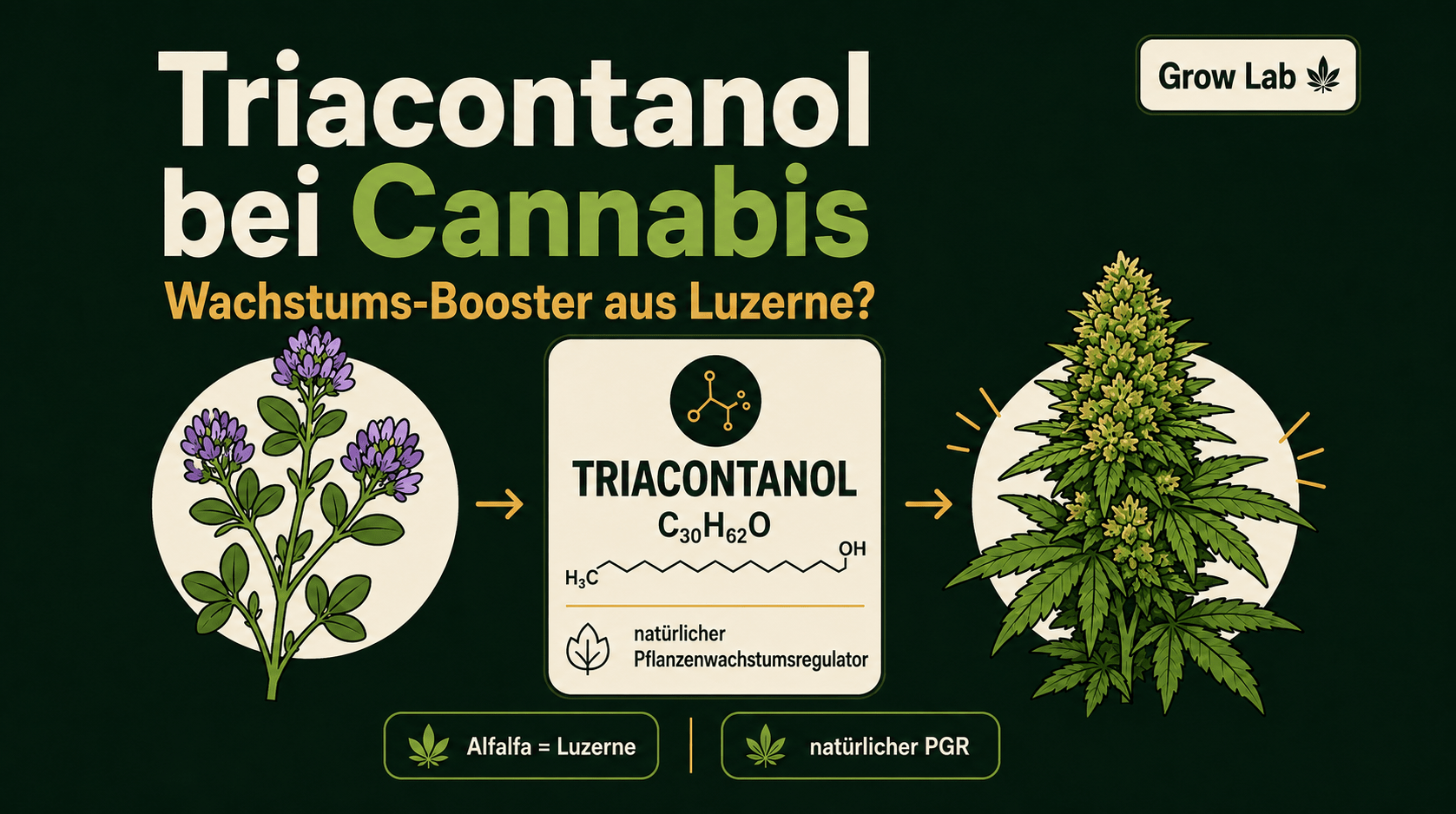 Wachstums-Booster aus Luzerne? Triacontanol, natürliche PGRs und die Wahrheit hinter Alfalfa im Living Soil - CannaSelection®