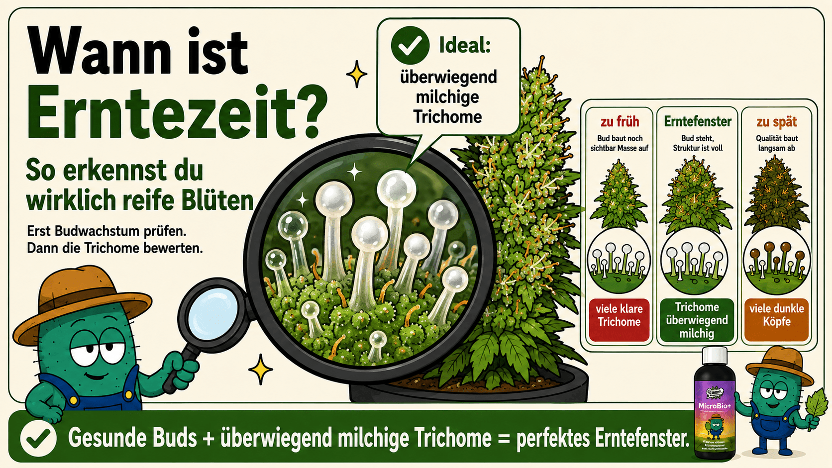 Wann ist Erntezeit? So erkennst du wirklich reife Cannabisblüten - CannaSelection®