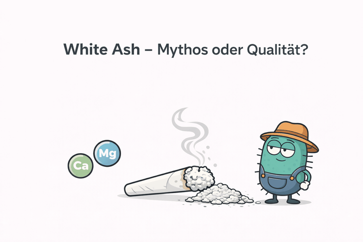 White Ash - Qualitätsmerkmal oder hartnäckiger Mythos? - CannaSelection®