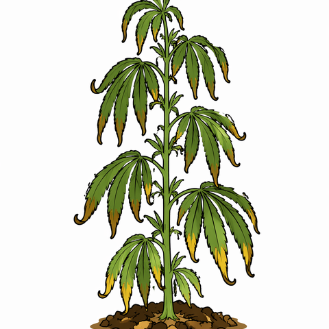 Underwatering / Drying out