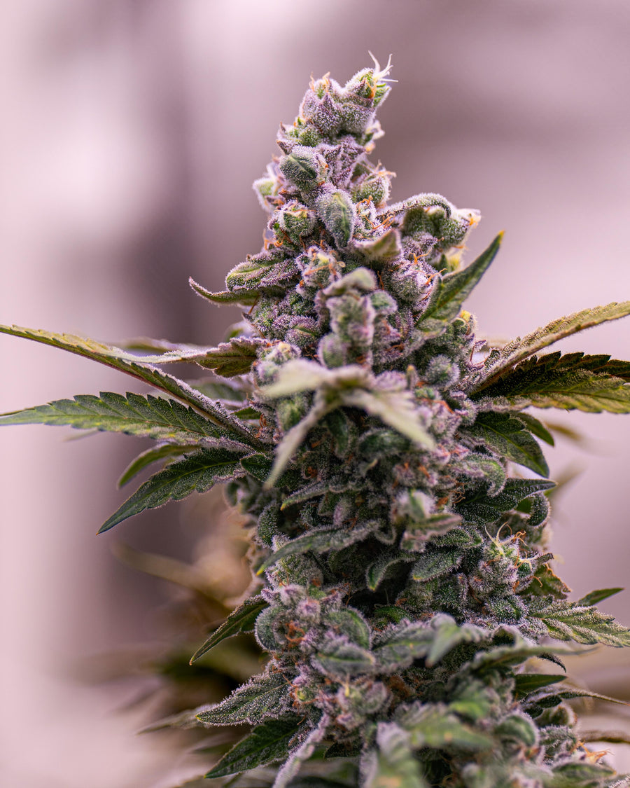 CannaSelection Profil Galerie