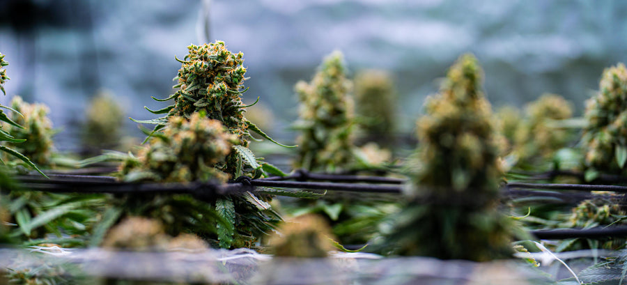 CannaSelection Profil Galerie