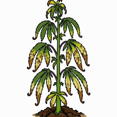 pH problem / nutrient lockout