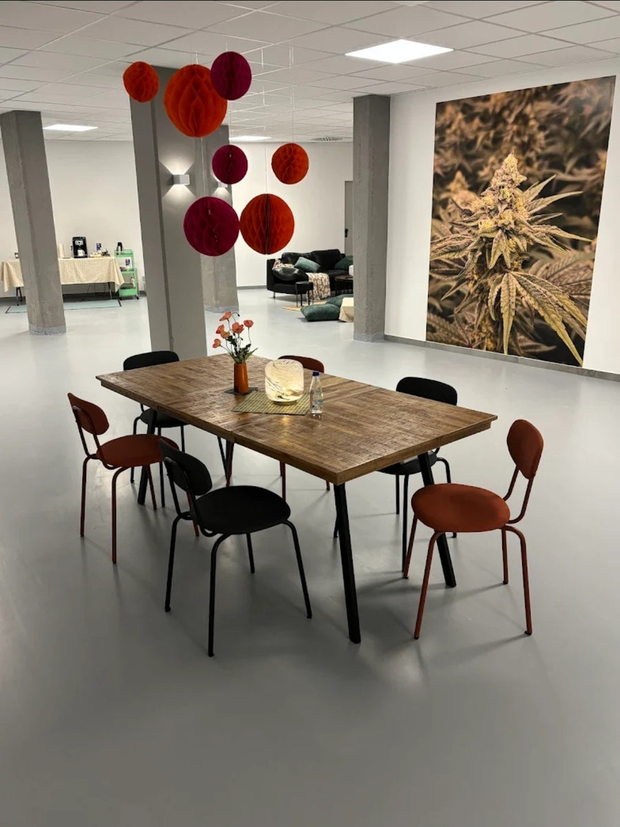 Westwood Cannabis Collective e.V. Galerie
