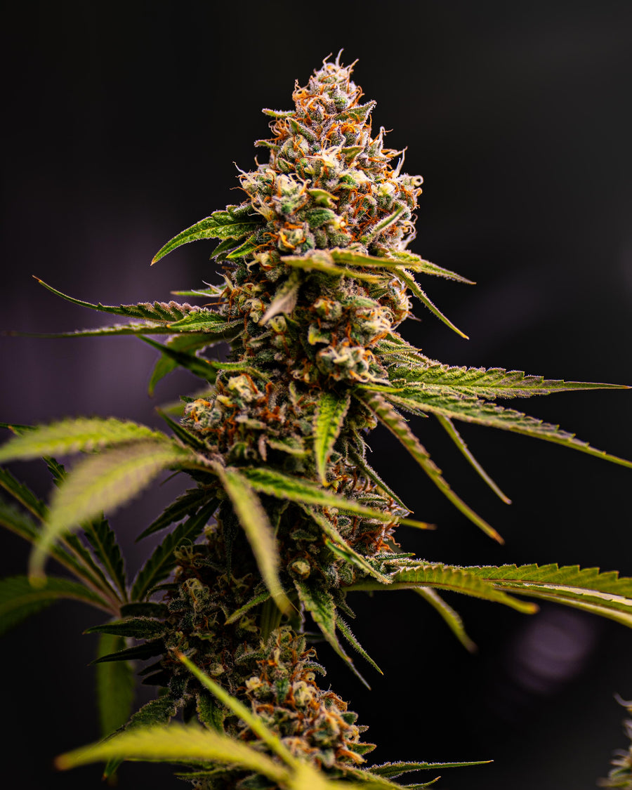CannaSelection Profil Galerie