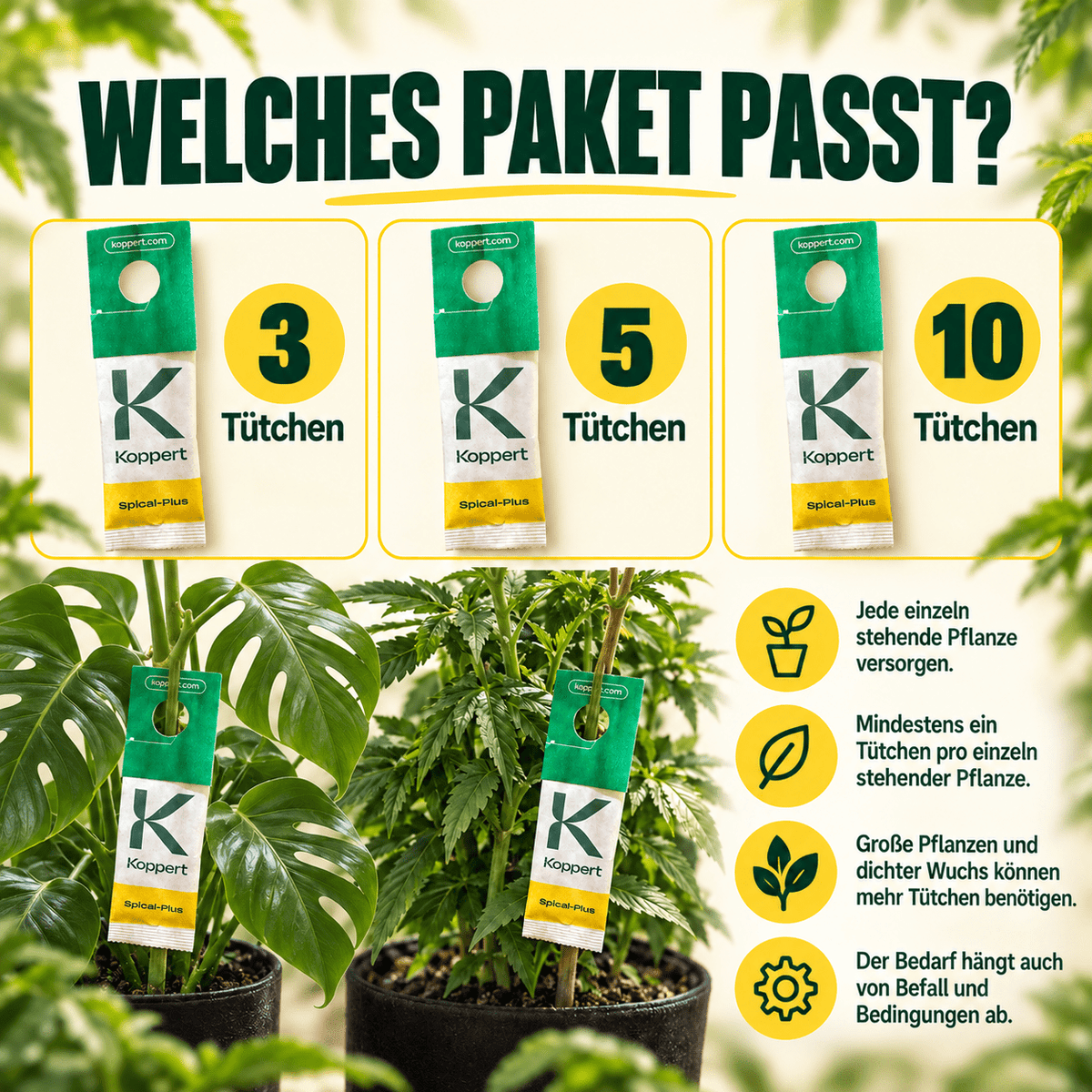 Californicus Raubmilben gegen Spinnmilben - CannaSelection®