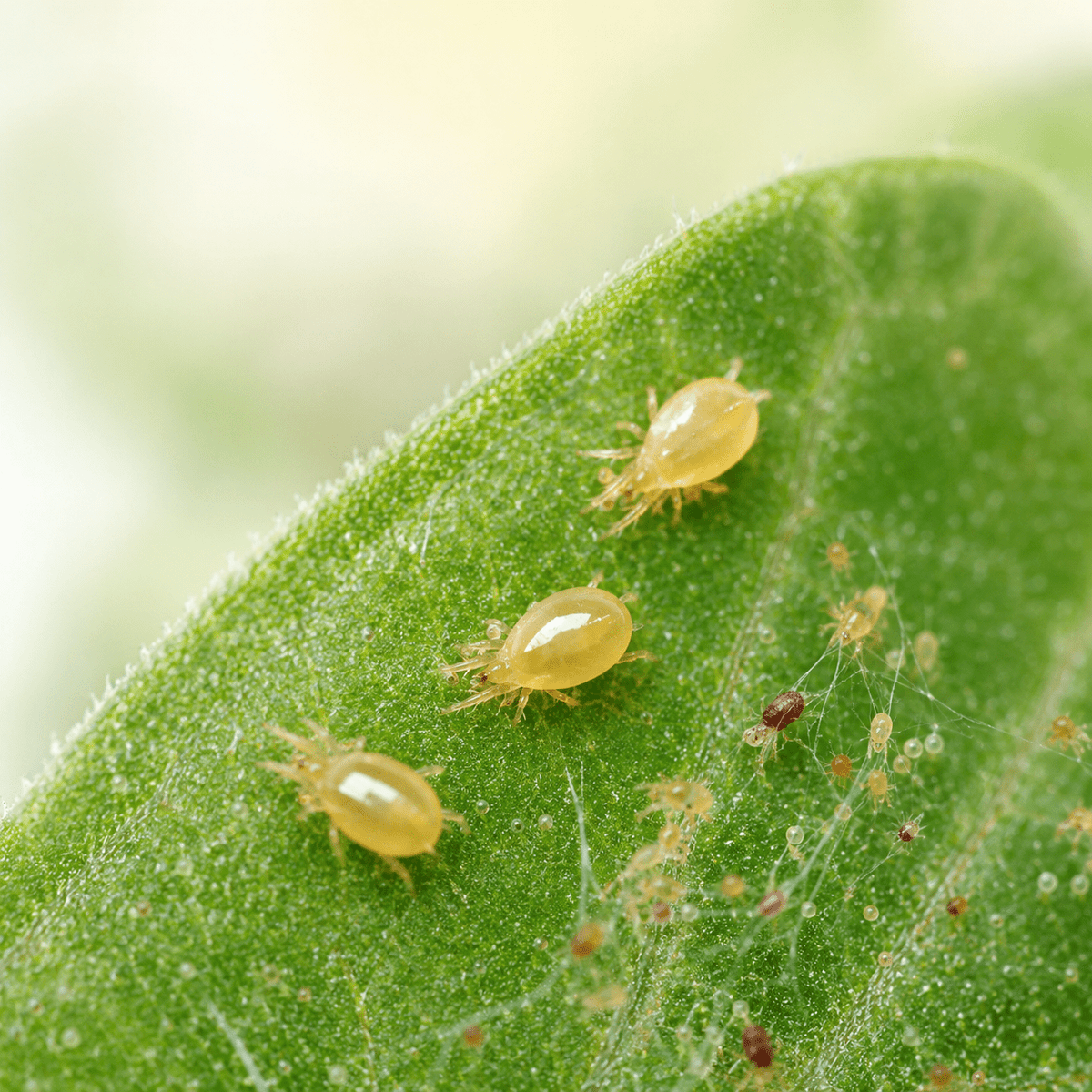 Californicus Raubmilben gegen Spinnmilben - CannaSelection®