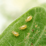 Californicus Raubmilben gegen Spinnmilben - CannaSelection®