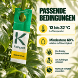 Californicus Raubmilben gegen Spinnmilben - CannaSelection®
