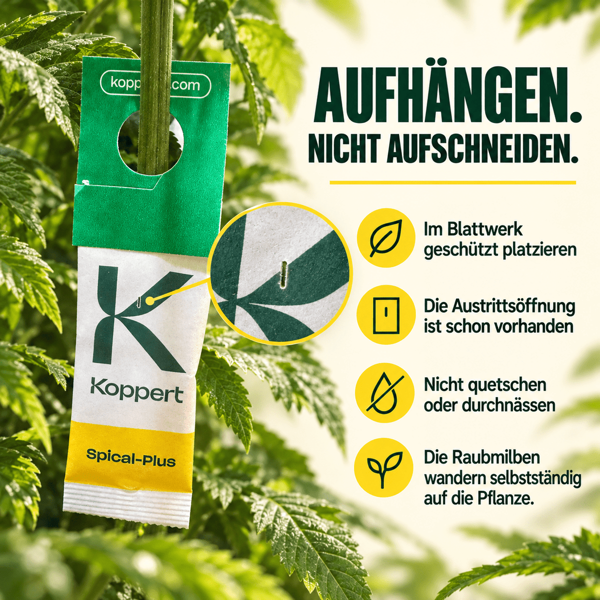 Californicus Raubmilben gegen Spinnmilben - CannaSelection®