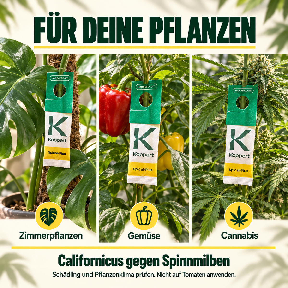 Californicus Raubmilben gegen Spinnmilben - CannaSelection®