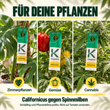 Californicus Raubmilben gegen Spinnmilben - CannaSelection®