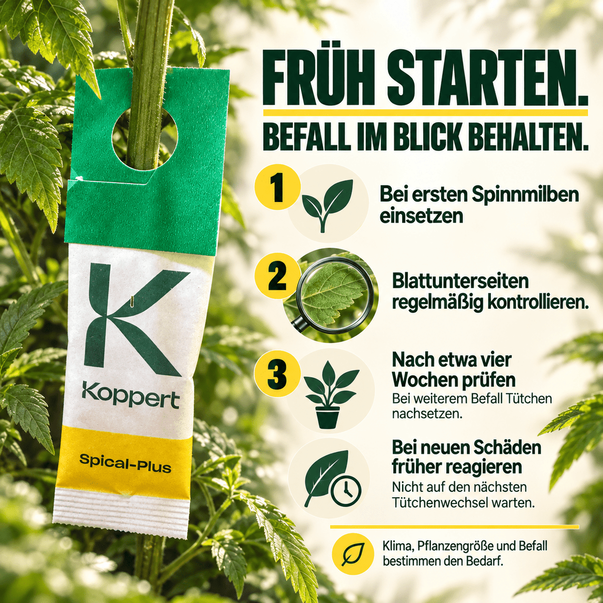 Californicus Raubmilben gegen Spinnmilben - CannaSelection®