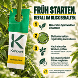 Californicus Raubmilben gegen Spinnmilben - CannaSelection®