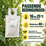 Cucumeris Raubmilben gegen Thripse - CannaSelection®