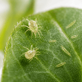 Cucumeris Raubmilben gegen Thripse - CannaSelection®