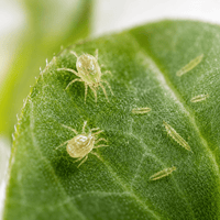 Cucumeris Raubmilben gegen Thripse - CannaSelection®
