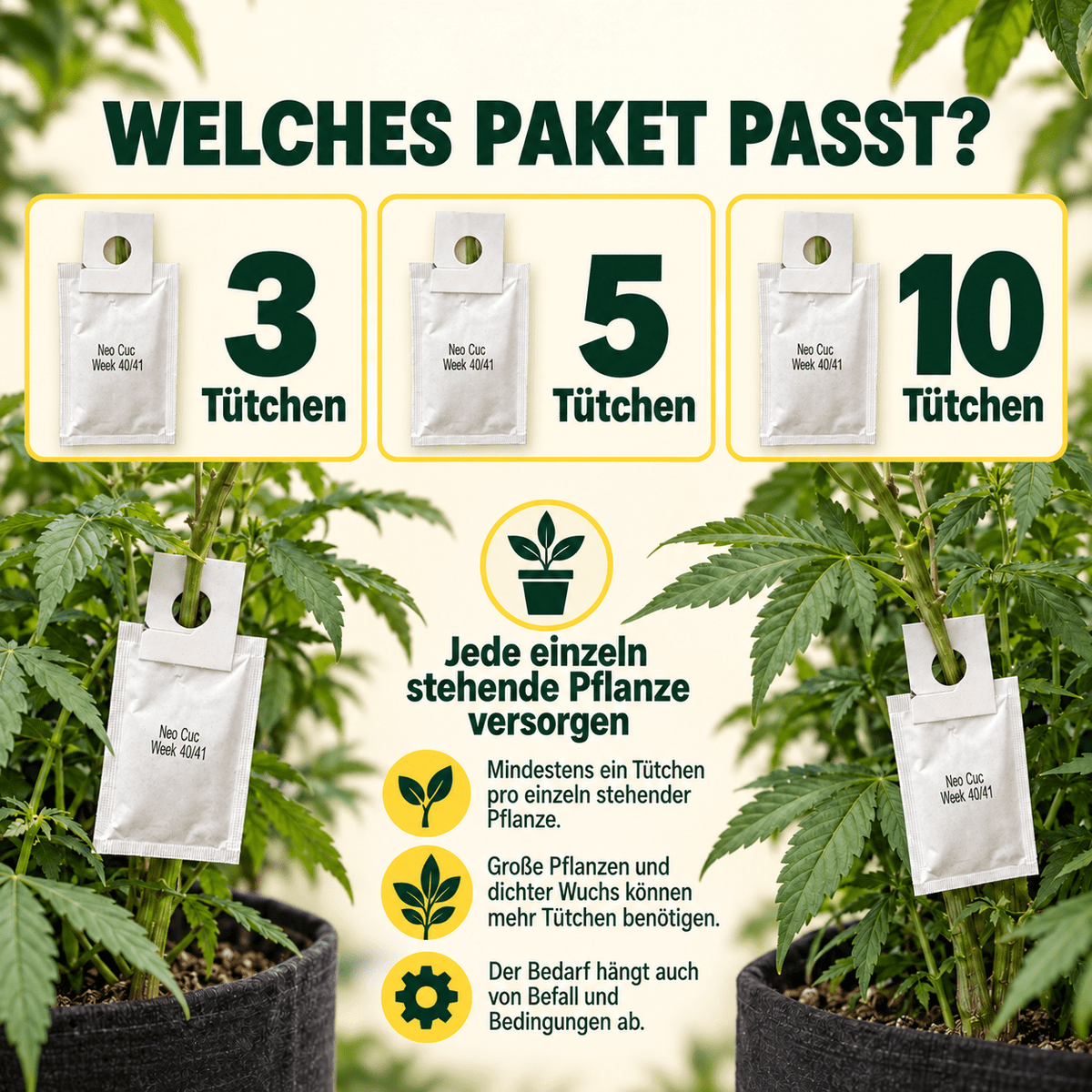 Cucumeris Raubmilben gegen Thripse - CannaSelection®