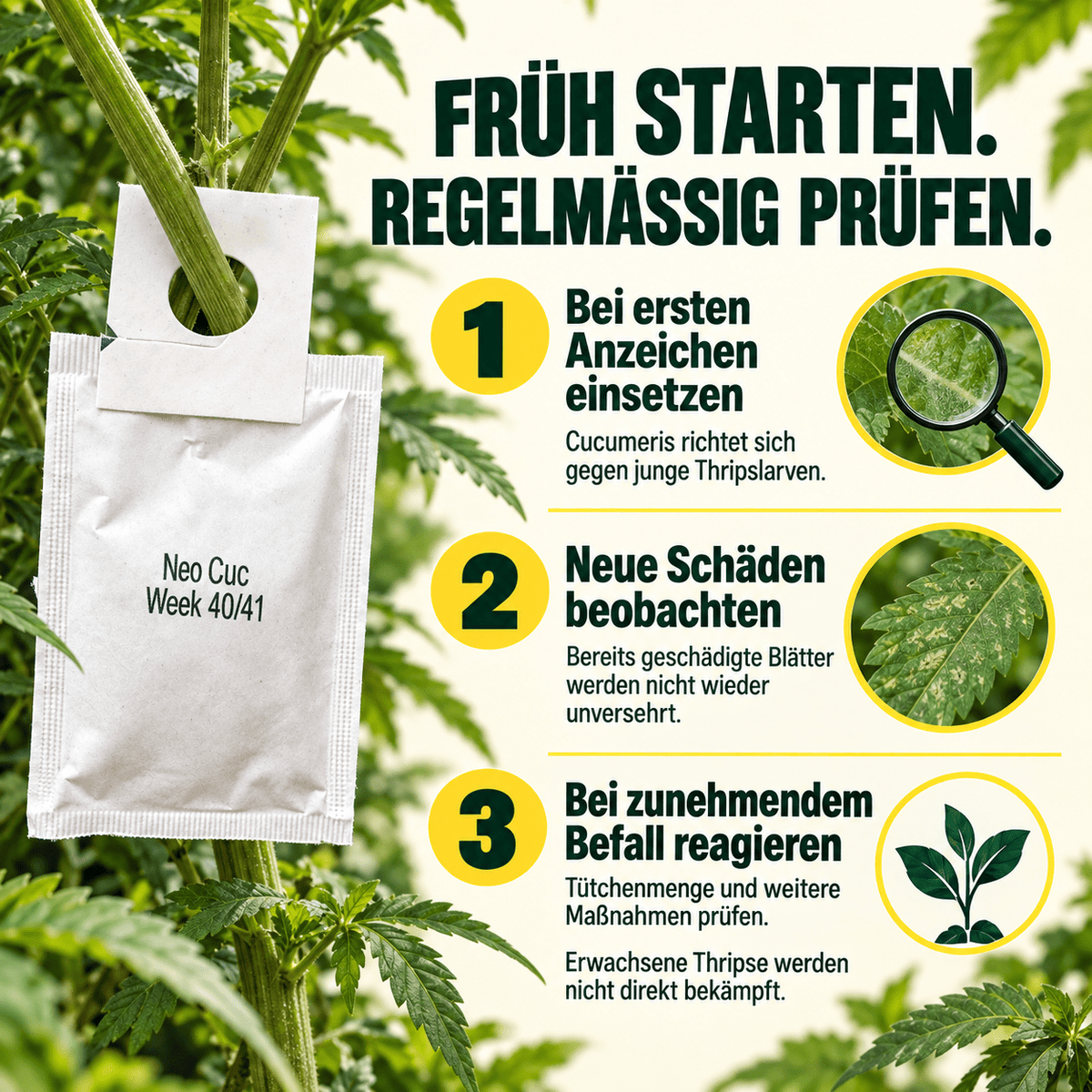 Cucumeris Raubmilben gegen Thripse - CannaSelection®