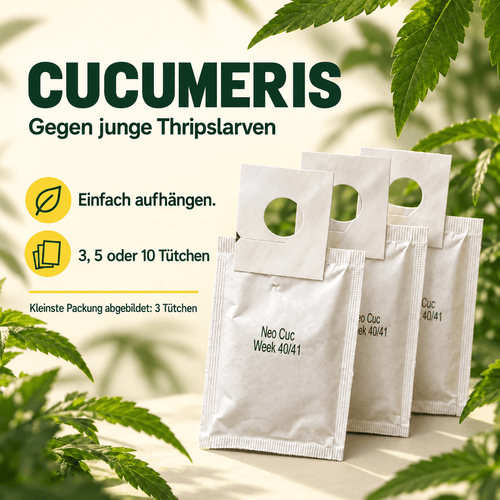 Cucumeris Raubmilben gegen Thripse