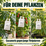 Cucumeris Raubmilben gegen Thripse - CannaSelection®