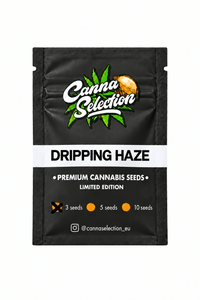Dripping Haze | Dripping Pantis × Cookie Haze | Limited Edition - CannaSelection®
