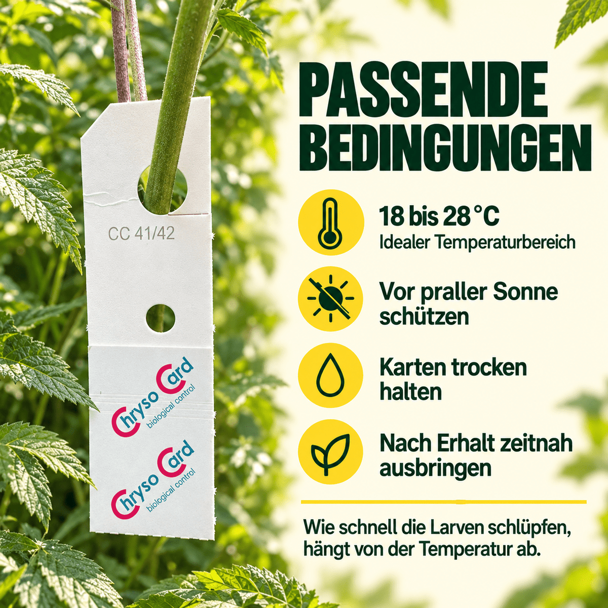 Florfliegen gegen Blattläuse und Wollläuse - CannaSelection®