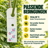 Florfliegen gegen Blattläuse und Wollläuse - CannaSelection®