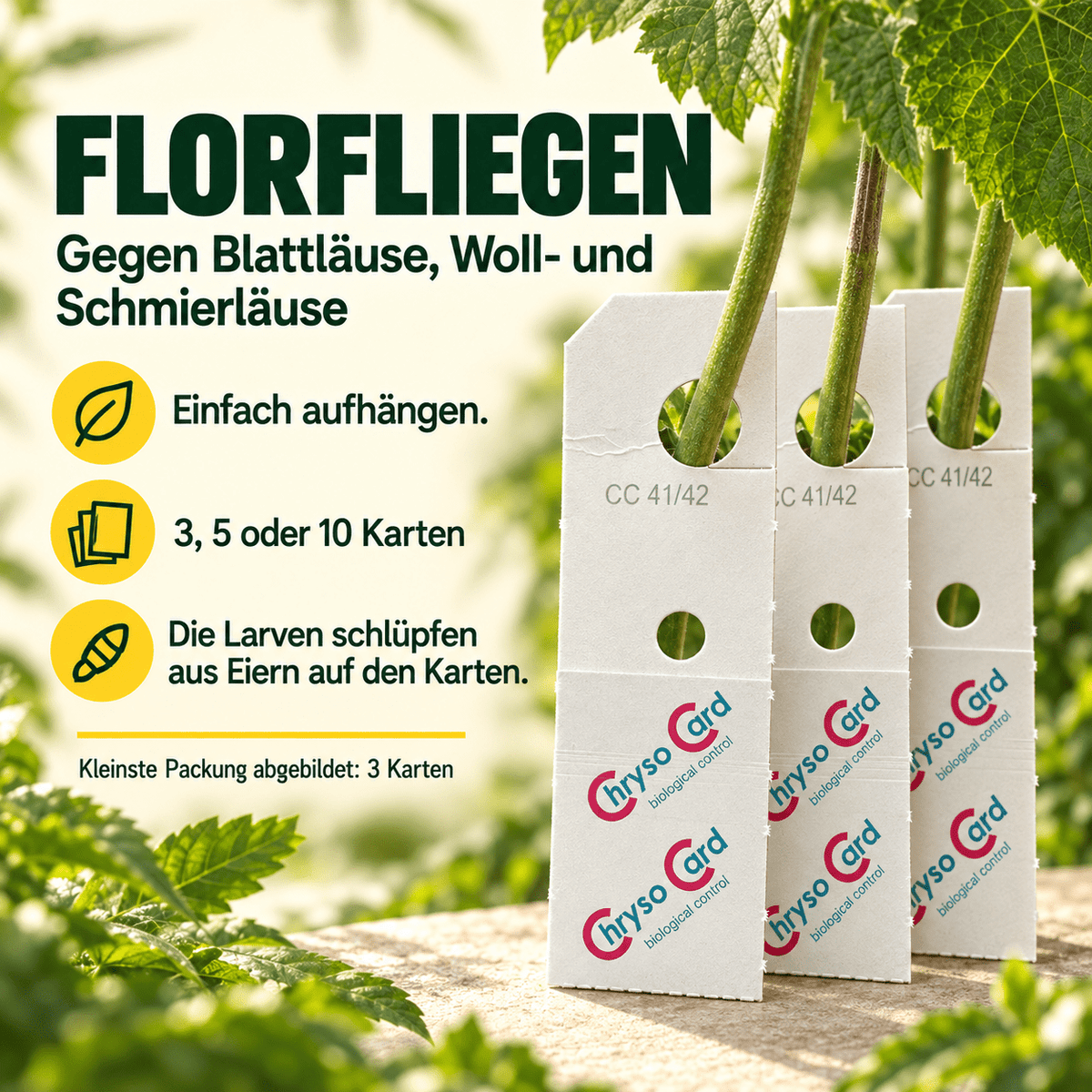 Florfliegen gegen Blattläuse und Wollläuse - CannaSelection®