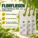 Florfliegen gegen Blattläuse und Wollläuse - CannaSelection®