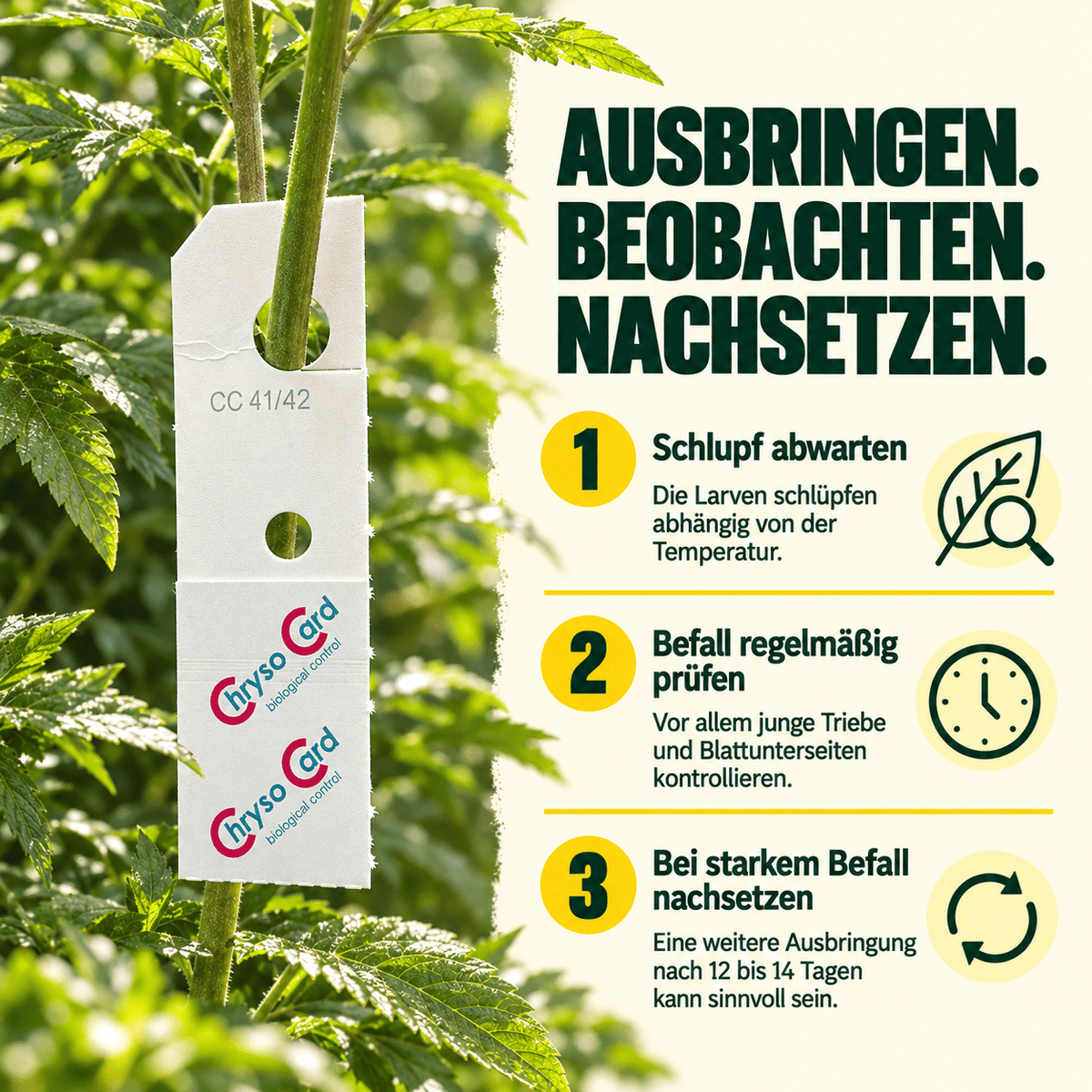 Florfliegen gegen Blattläuse und Wollläuse - CannaSelection®