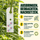 Florfliegen gegen Blattläuse und Wollläuse - CannaSelection®