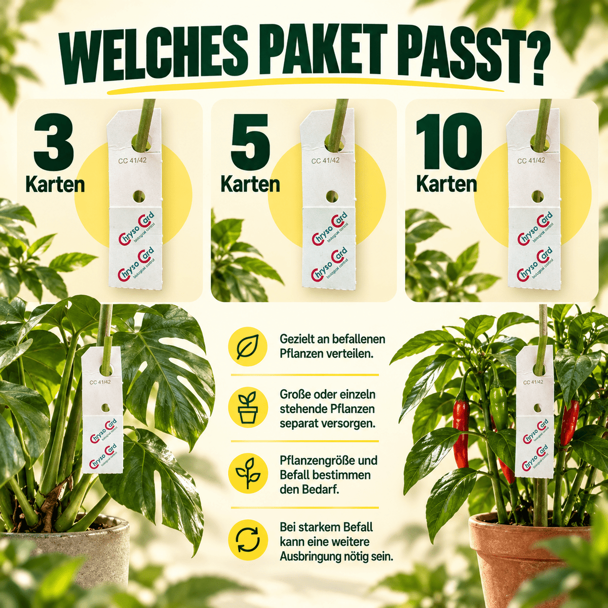 Florfliegen gegen Blattläuse und Wollläuse - CannaSelection®