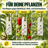 Florfliegen gegen Blattläuse und Wollläuse - CannaSelection®