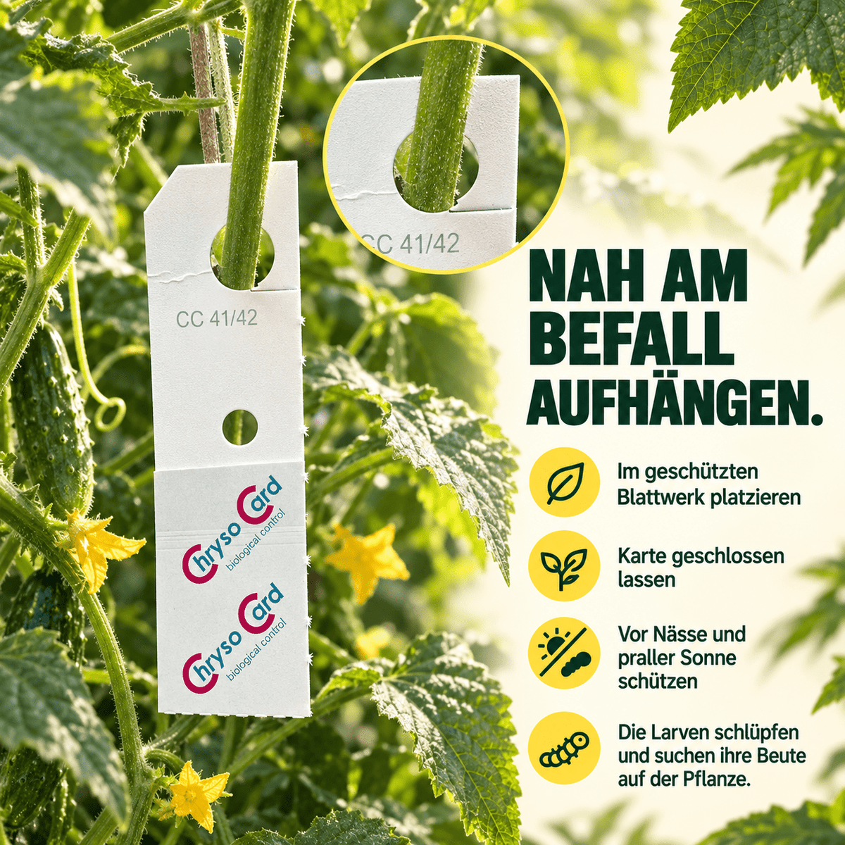 Florfliegen gegen Blattläuse und Wollläuse - CannaSelection®